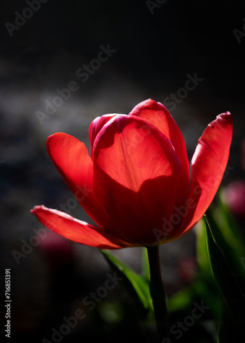 A radiant red tulip blooms against a dark backdrop  highlighting its vibrant petals and delicate structure
