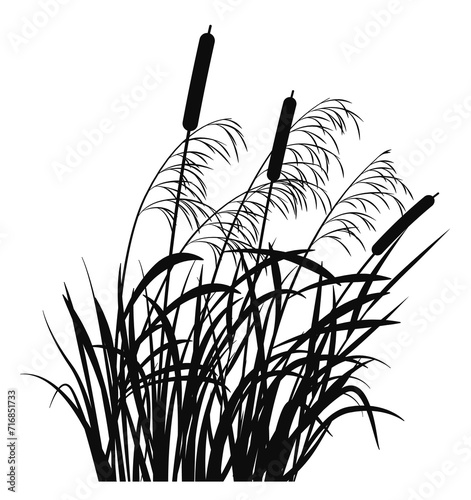 Swamp grass silhouette. Black reed. Pond plant