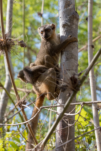 red fronted lemur with the baby on a tree in kirindy dry forest, Madagascar photo