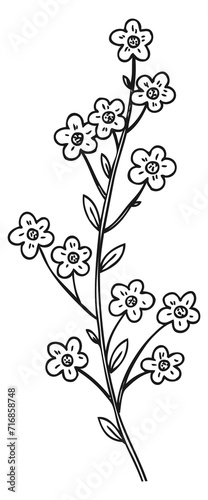 Forget me not flower sketch. Botanical spring plant