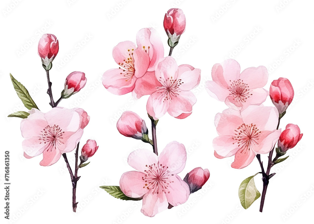 watercolor drawing, set of sakura flowers. twigs with spring pink sakura flowers, isolated clipart