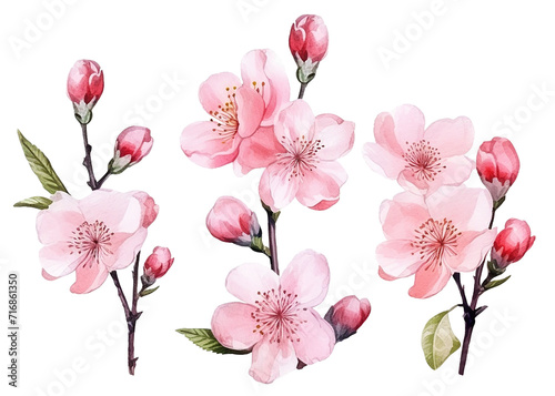 watercolor drawing, set of sakura flowers. twigs with spring pink sakura flowers, isolated clipart