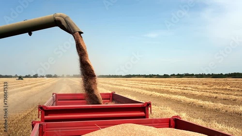 Combine Harvester Unloading Wheat Grain On The Go into a Tractor Trailer. Wheat Harvesting Campaign. Wheat Grain Falling From Combine Auger into Grain Cart. Global Wheat Prices. photo
