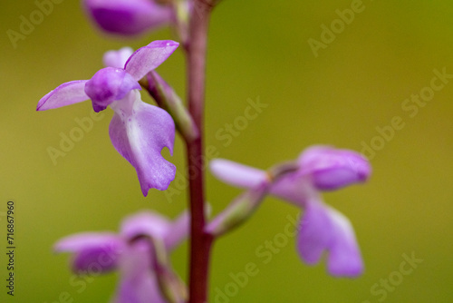 Close-up of Orchis langei in natural habitat photo