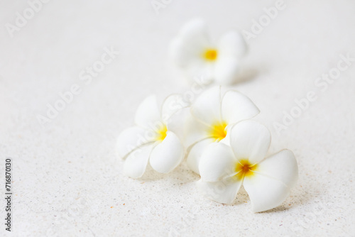 Flower frangipani on white background