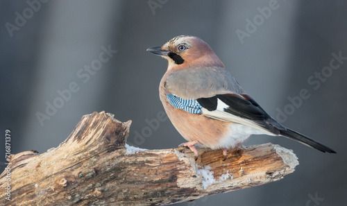 Eurasian Jay - in winter at the wet forest