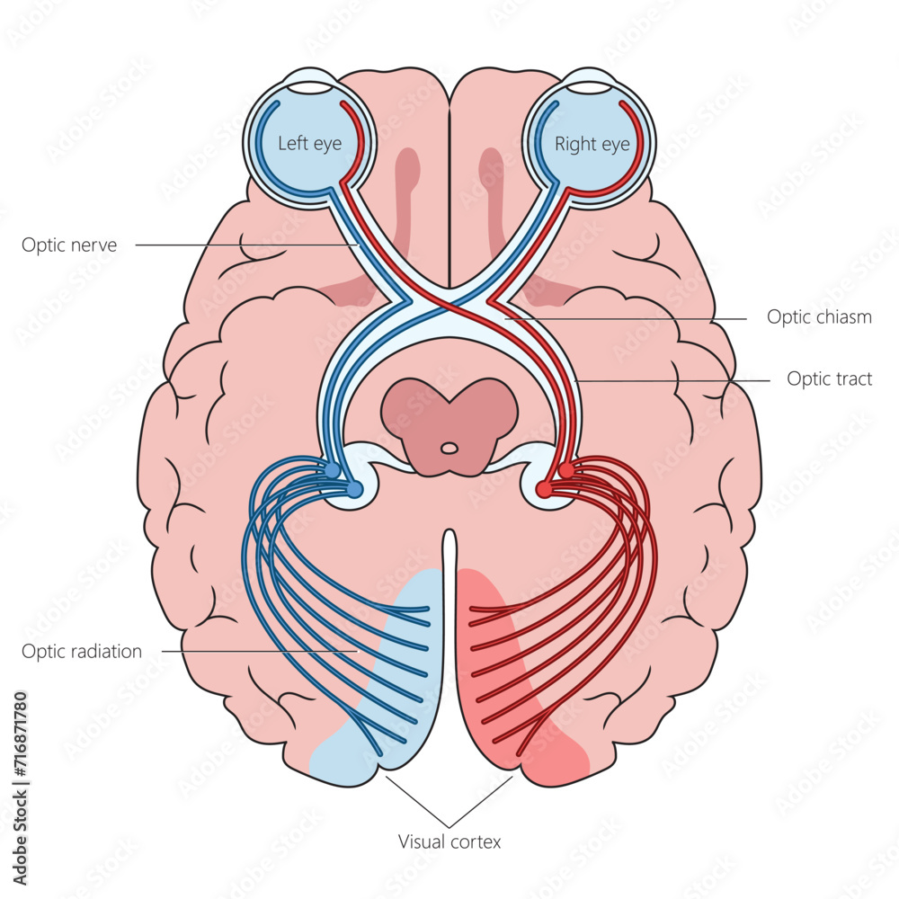 Human optic nerves in brain structure diagram hand drawn schematic