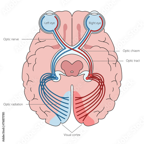 Human optic nerves in brain structure diagram hand drawn schematic vector illustration. Medical science educational illustration