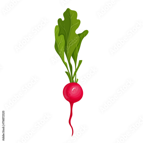 Ripe pink radish root vegetable. Vector graphics.