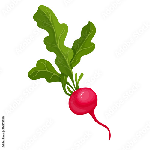 Ripe pink radish root vegetable. Vector graphics.