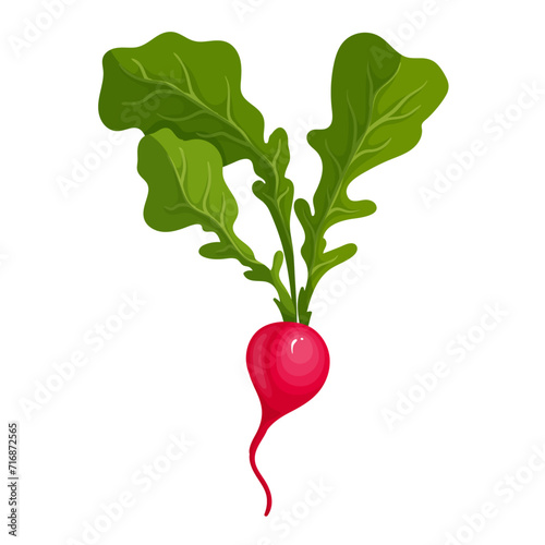 Ripe pink radish root vegetable. Vector graphics.