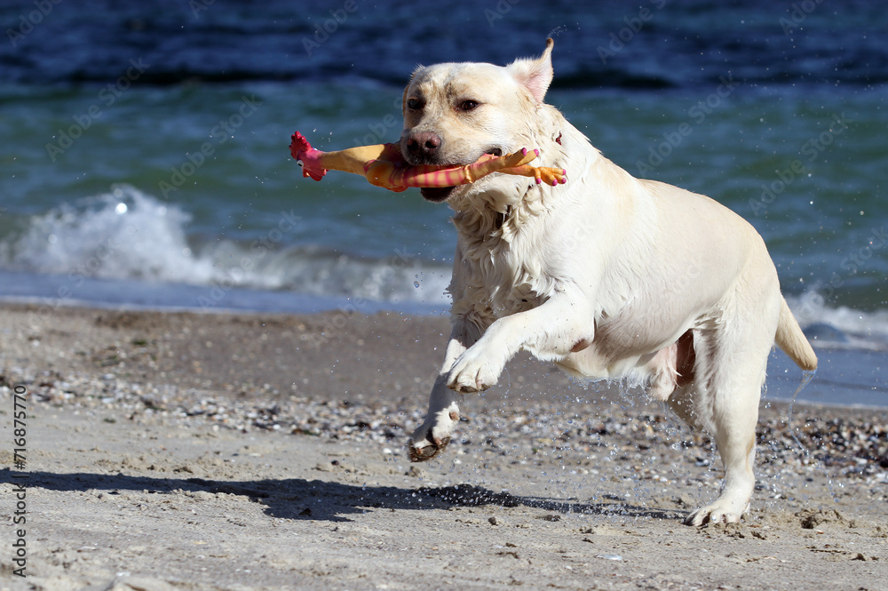 yellow labrador retriever in summer close up