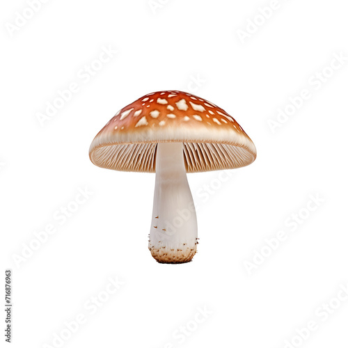 Mushroom isolated png
