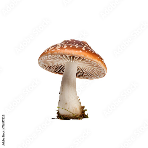Mushroom isolated png
