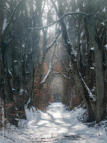 Leśne drogi. © Czesaw