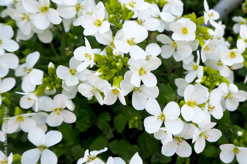 Caucasian Arabis bush with small white flowers and green leaves grows on a sunny day in spring . white spring flowers