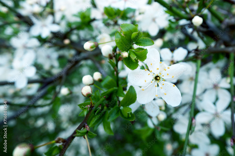 spring white flowers of apple tree. flowers background. poster, calendar April spring white flowers of apple tree. flowers background. poster, calendar April