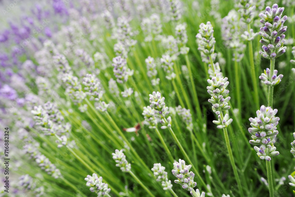 Small white and purple lavender flowers in the background are depicted in close-up on a green background of grass. fragrant flowers. calendar poster. background with flowers. nature Small white and purple lavender flowers in the background are depicted in close-up on a green background of grass. fragrant flowers. calendar poster. background with flowers. nature