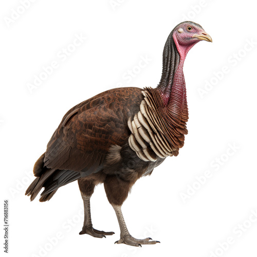 Turkey clip art