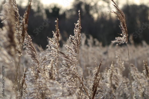 Reeds in the Cold Winters Snow