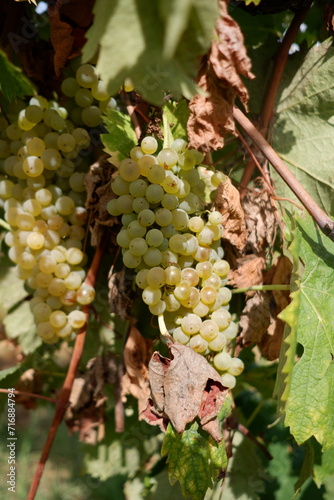 White grapes on the vine
