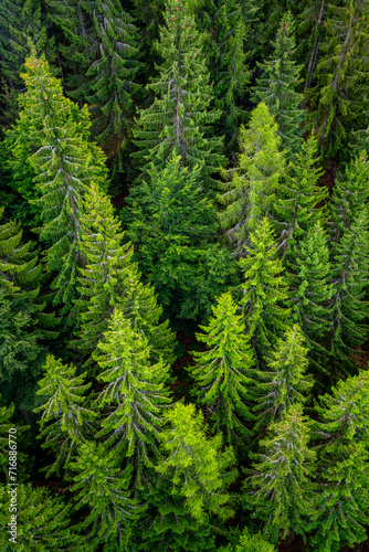 Black forest aerial treetop view from a suspension bridge in Bad Wildbad Germany in late summer. European silver fir trees (Abies alba). Wide angle perspective from above with needles and pinecones.