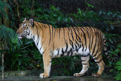 Close up Indochinese tiger is beautiful animal and dangerous in forest