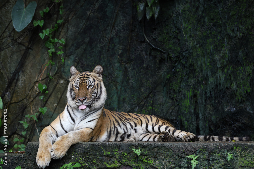 Fototapeta premium Close up Indochinese tiger is beautiful animal and dangerous in forest