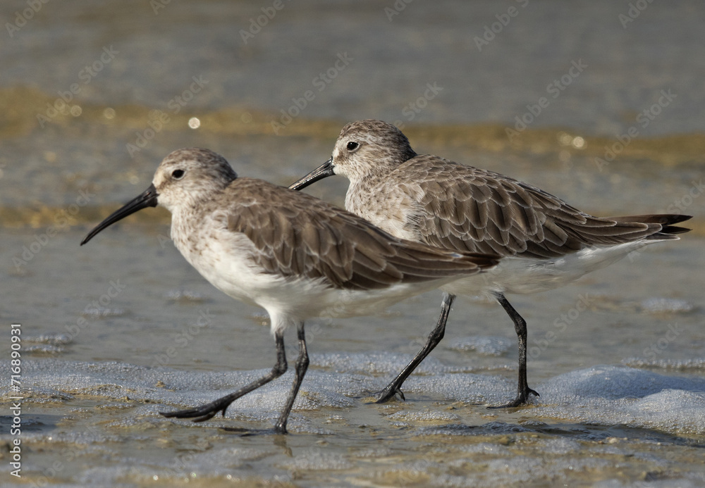A pair of Curlew Sandpiper at Busaiteen copast of Bahrain A pair of Curlew Sandpiper at Busaiteen copast of Bahrain