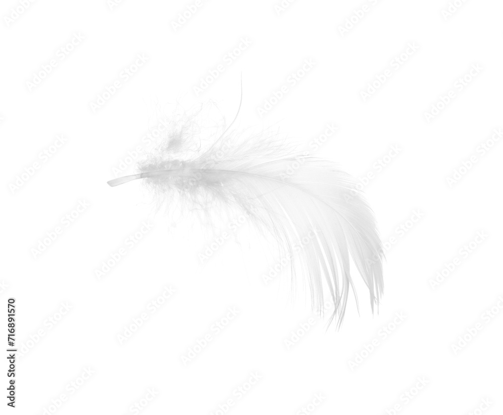 Beautiful fluffy bird feather isolated on white