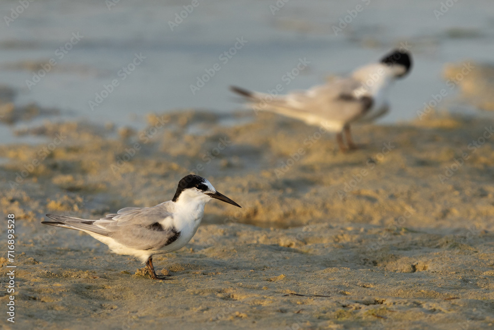 A pair of Saunders tern at Busaiteen coast, Bahrain A pair of Saunders tern at Busaiteen coast, Bahrain