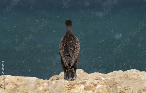 Socotra cormorant perched on limestone rock with streak of water at the backdrop