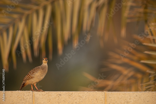 Grey francolin perched on the wall at Hamala with bokeh of date tree at the backdrop photo