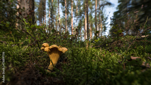 CHANTERELLES - Tasty mushrooms grow hidden in the moss
