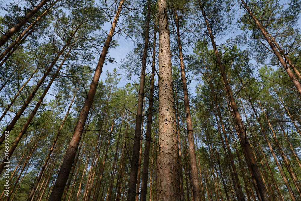 FOREST - Pine landscape in the sunlight FOREST - Pine landscape in the sunlight
