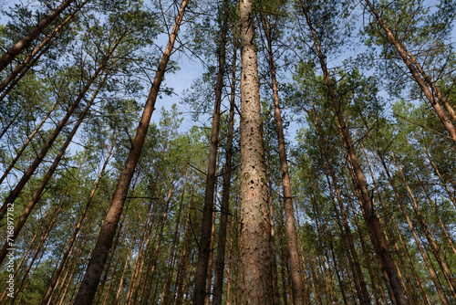 FOREST - Pine landscape in the sunlight © Wojciech Wrzesień