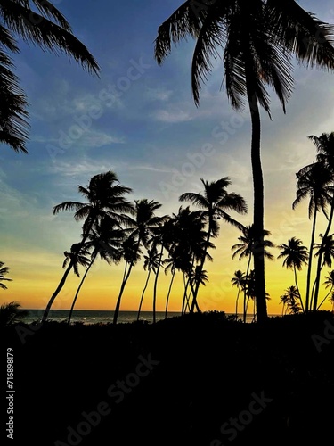 Silhouette of palm trees on a beach during sunset  Brazilian Northeast  Bahia  Brazil.