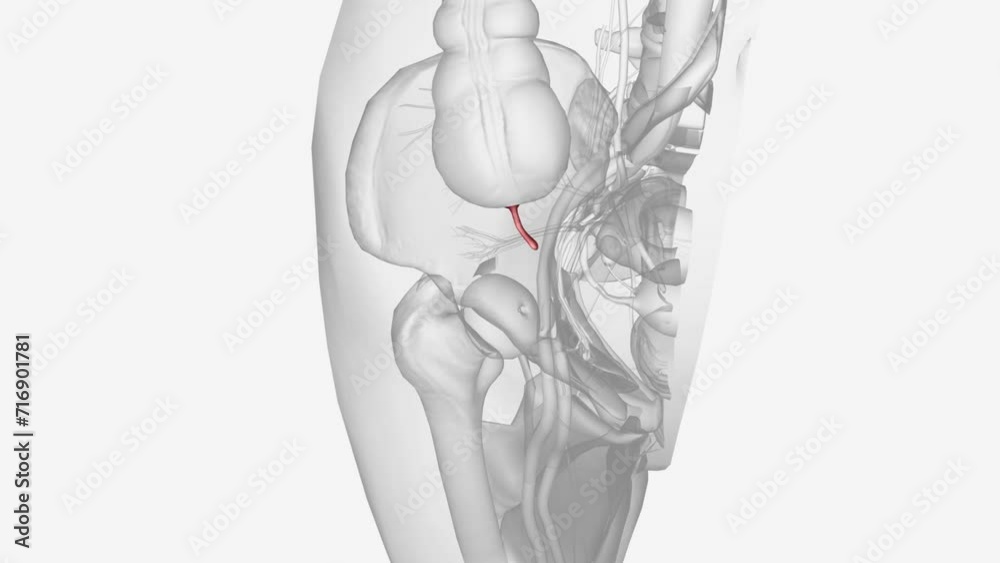 The appendix is a small pouch attached to the end of the large intestine.