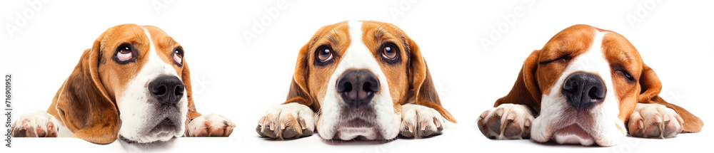 Set of beagle head isolated on white or transparent background, PNG