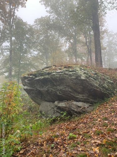 rock ledge in middle of woods