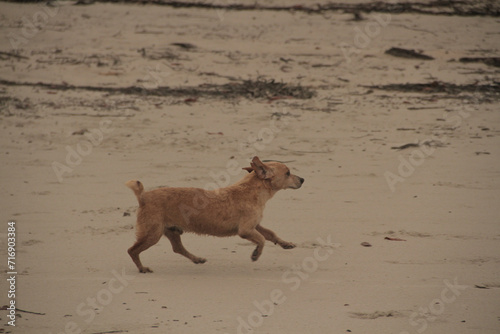 Cachorro na areia da praia