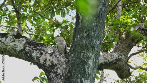 Spot-bellied Eagle-owl, Bubo nipalensis Juvenile, Thailand. Resting and preening while standing on a big branch next to the trunk of the tree.  photo