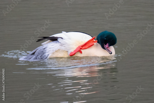 Gänsesäger (Mergus merganser)