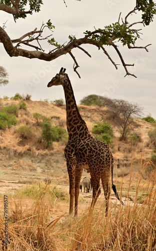 Giraffe with elephants 