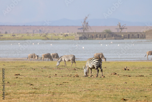 african wildlife scene with a abandoned lodge complex in background