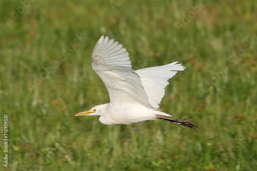 a flying great egret in Amboseli NP