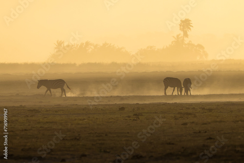 zebras in a dust storm in Amboseli NP
