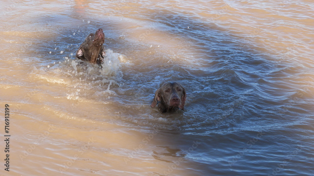Fototapeta premium Perros de raza Weimaraners jugando en el agua