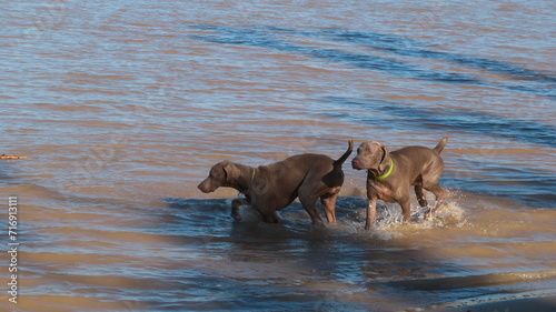 Perros de raza Weimaraners jugando en el agua