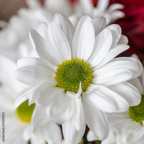Close up white flower of Chrysanten with selective focus  Chrysanths are flowering plants of the genus Chrysanthemum in the family Asteraceae  Nature floral pattern texture background.
